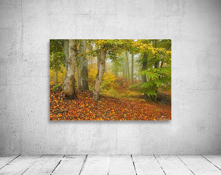 Autumn forest Wall Preview