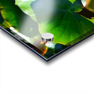 Growth  Acrylic print