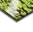 The 3 Amigos  Acrylic print