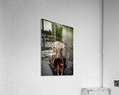 Deer Skull Acrylic Print