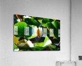 Growth  Acrylic Print