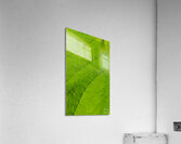 Leaf Acrylic Print