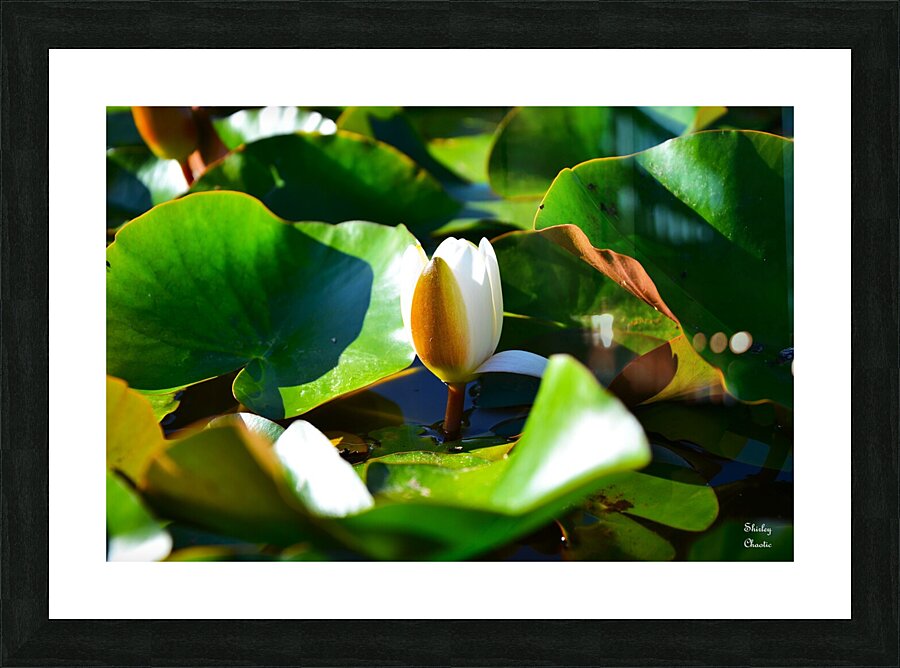 Growth  Picture Frame print