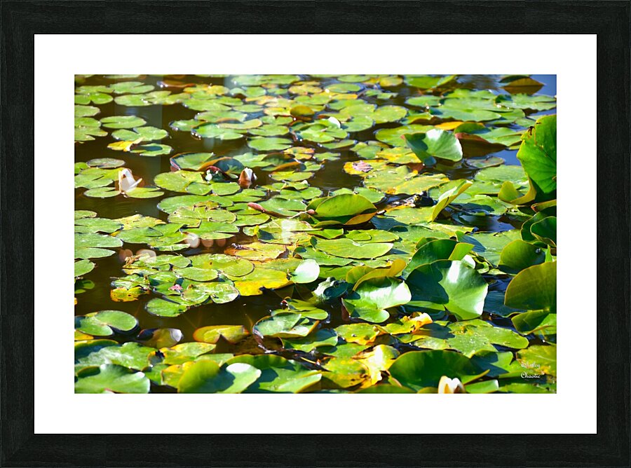 The 3 Amigos  Picture Frame print