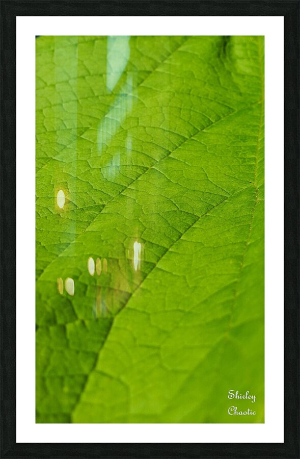 Leaf Picture Frame print