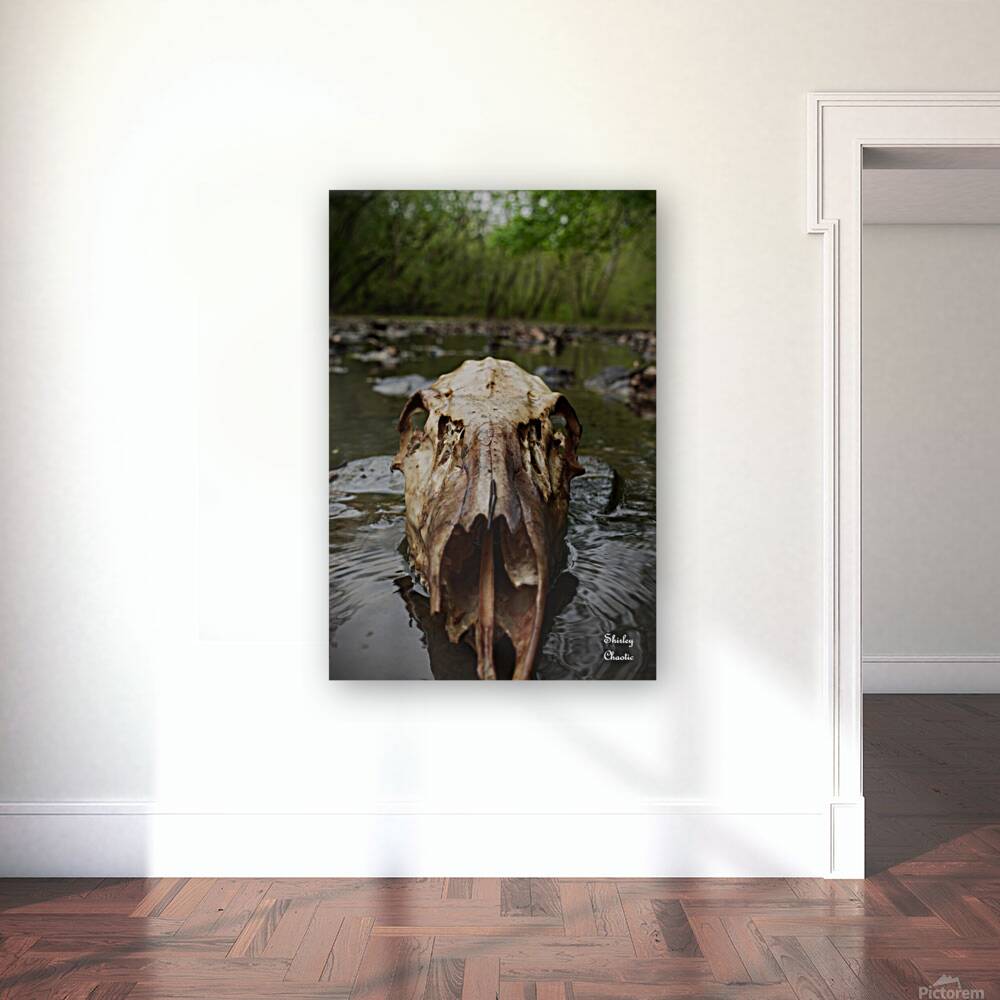 Deer Skull Reproduction