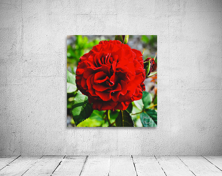 Queen of Hearts  Wall Preview