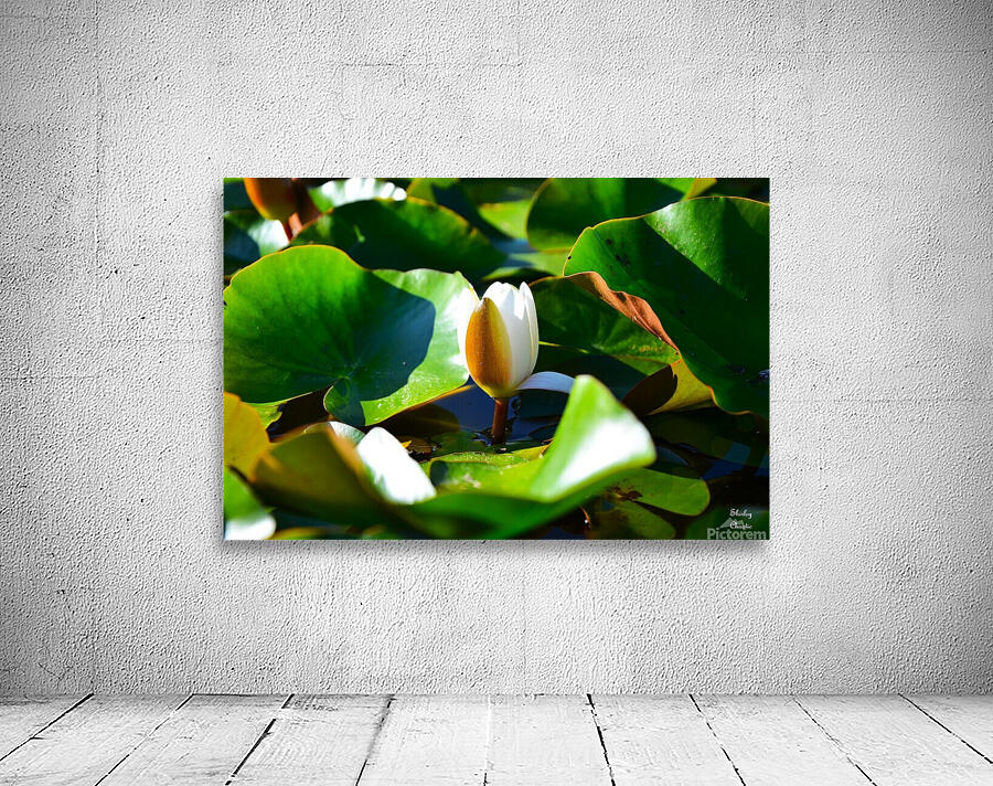 Growth  Wall Preview