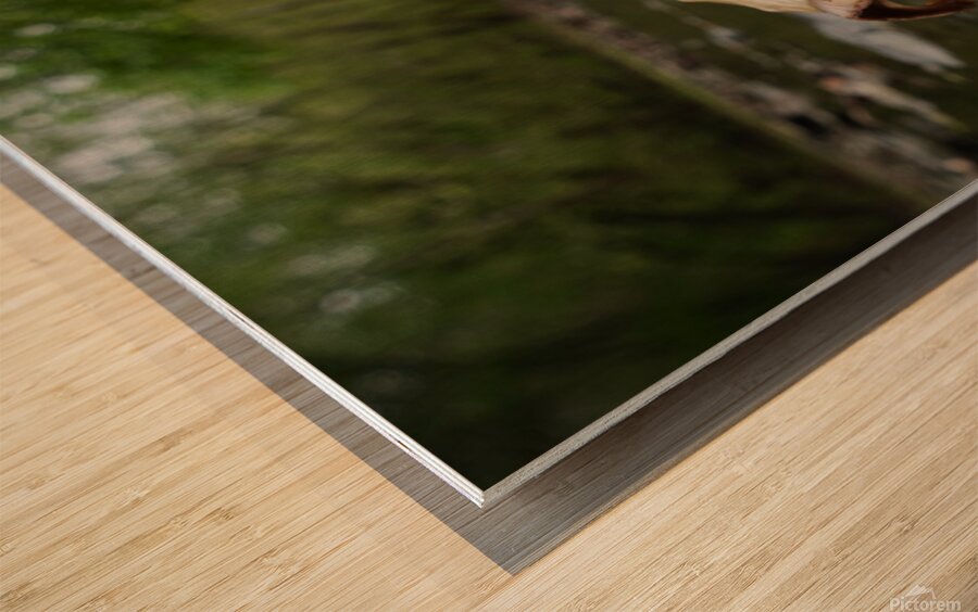 Deer Skull Wood print