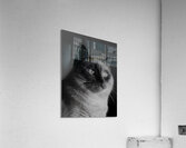 Monochrome Cat Acrylic Print