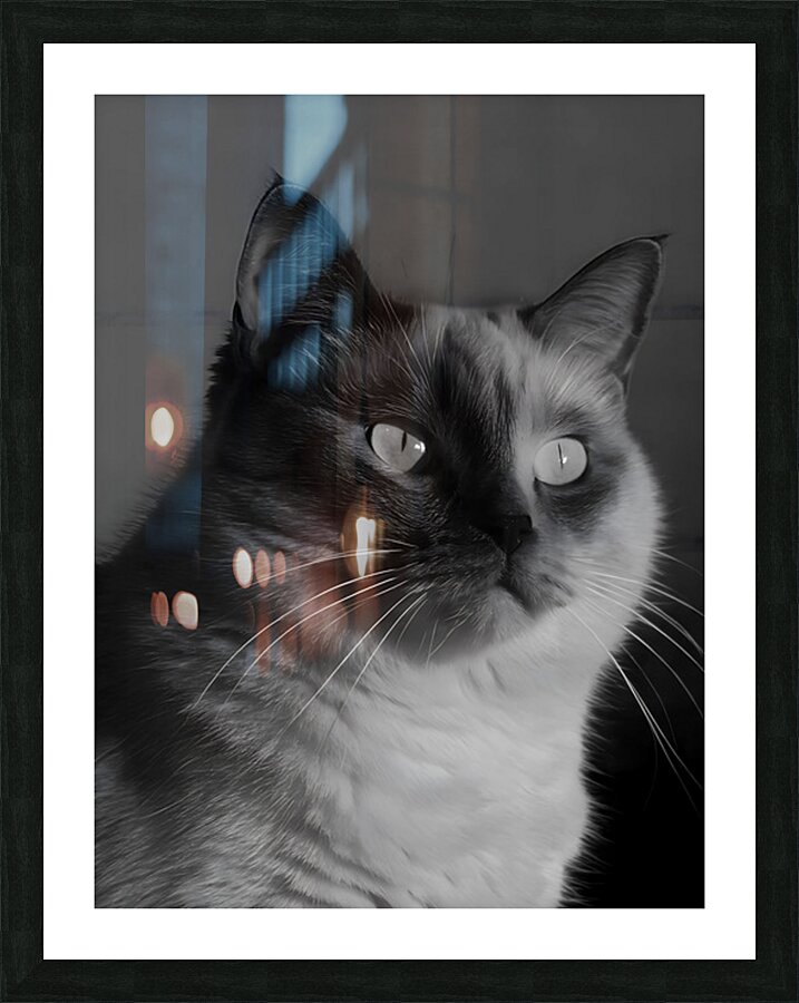 Monochrome Cat Picture Frame print