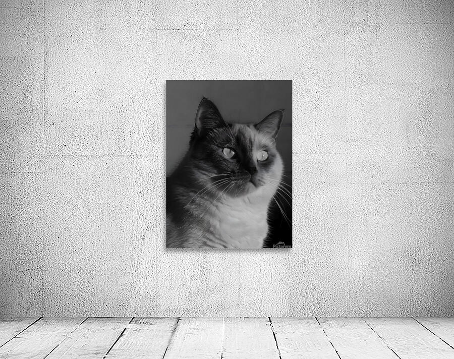 Monochrome Cat Wall Preview