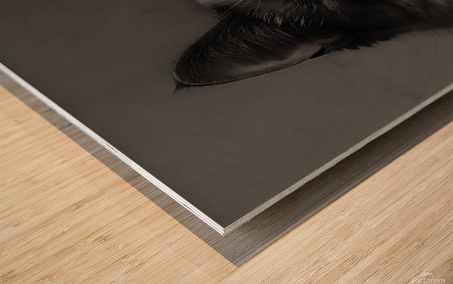 Monochrome Cat Wood print