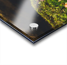 micro mushroom Acrylic print