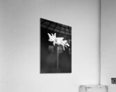 daisy 1 Acrylic Print