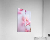 Cherry blossom 1 Acrylic Print