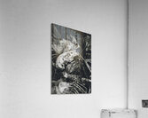 woodchuck Acrylic Print