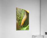 slug 1 Acrylic Print
