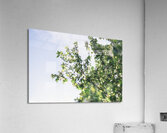  in the trees Acrylic Print