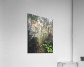 Komorebi Acrylic Print