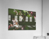 apple blossom Acrylic Print