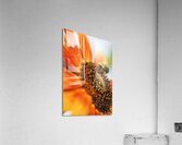 sunflower with bee Acrylic Print