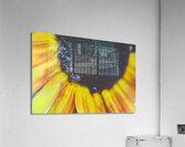 sleepy bees Acrylic Print