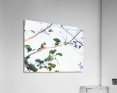 chickadee Acrylic Print