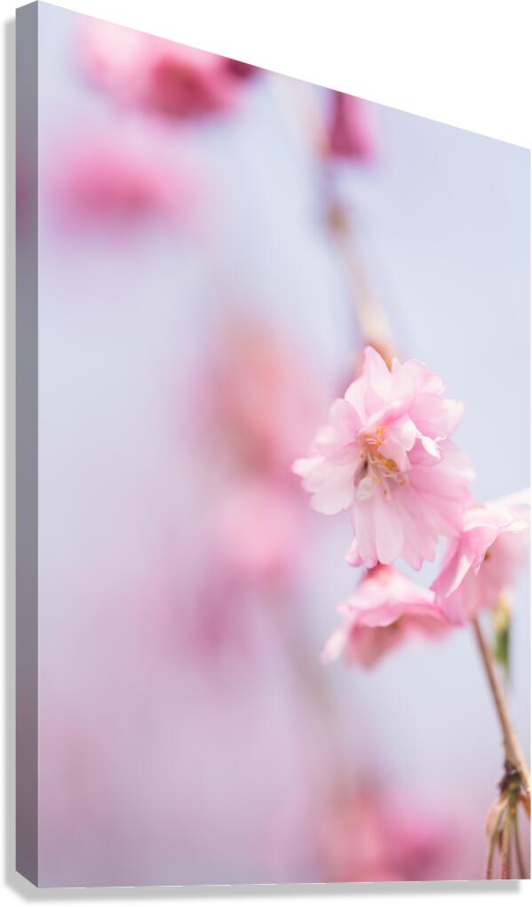 Cherry blossom 1 Canvas Print