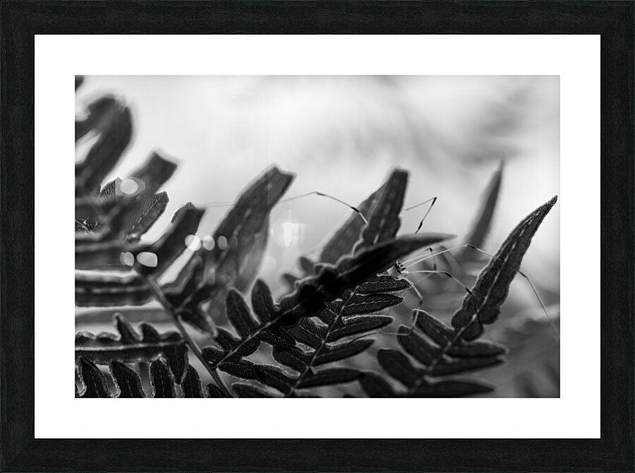 Cellar Spider 2 Picture Frame print