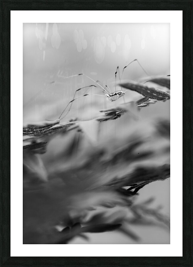 Cellar Spider 1 Picture Frame print