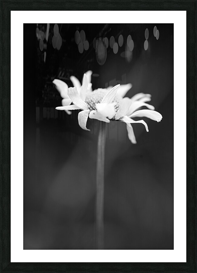daisy 1 Picture Frame print
