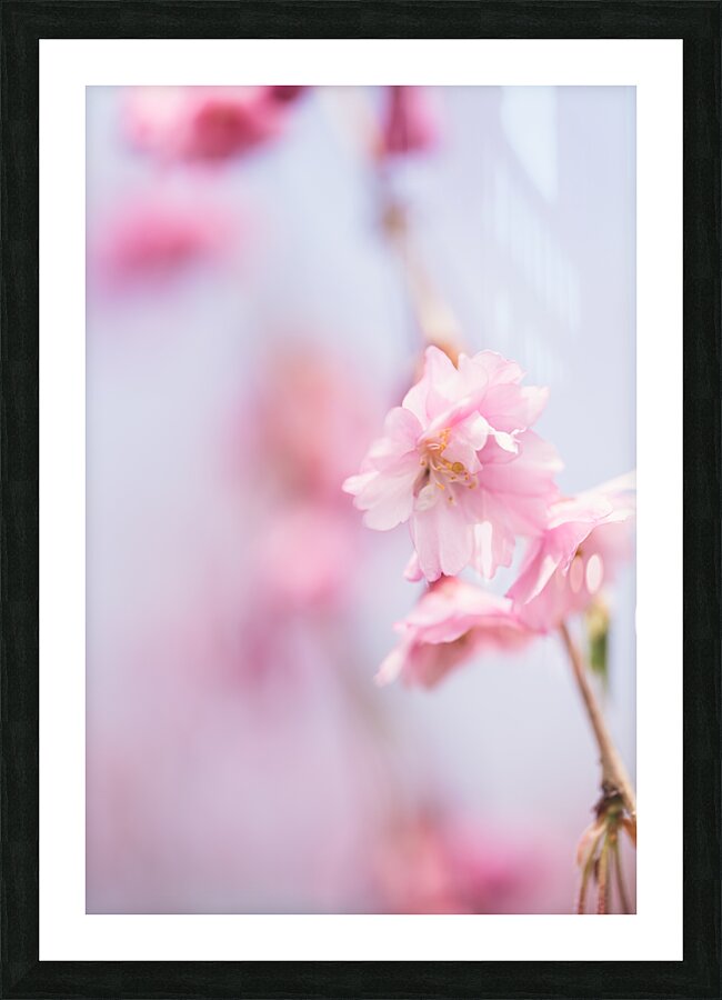 Cherry blossom 1 Picture Frame print