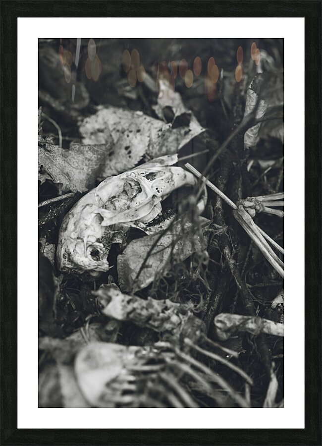 woodchuck Picture Frame print