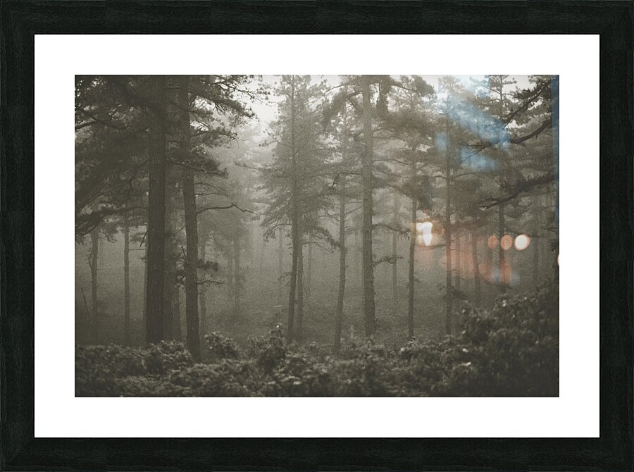 Foggy Forest Picture Frame print