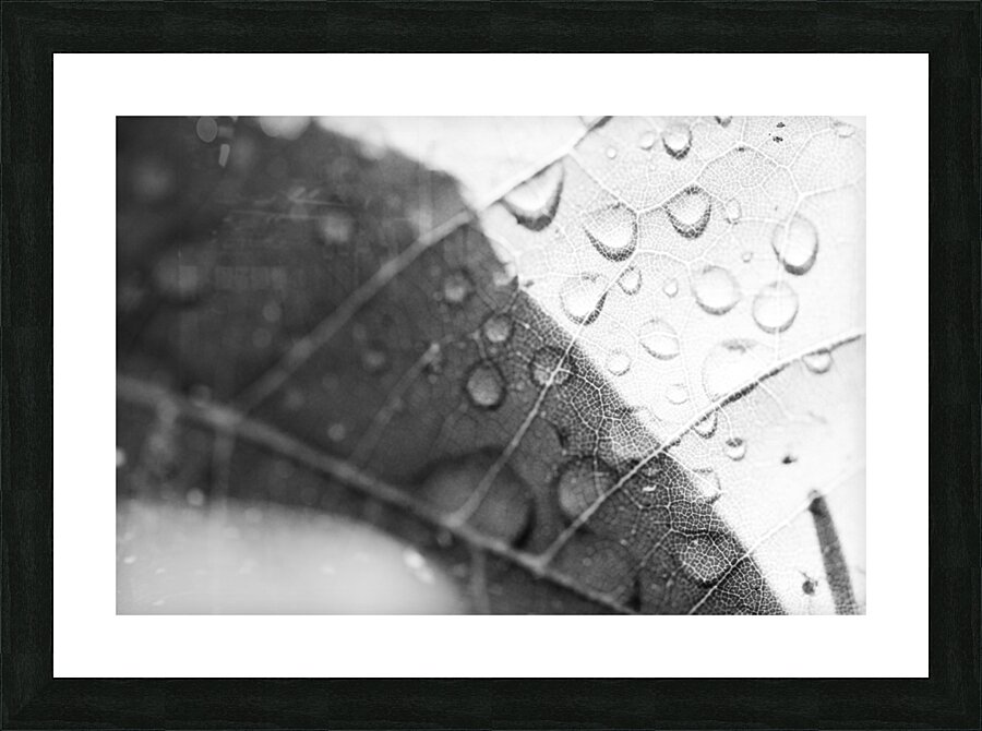 leaf dew Picture Frame print