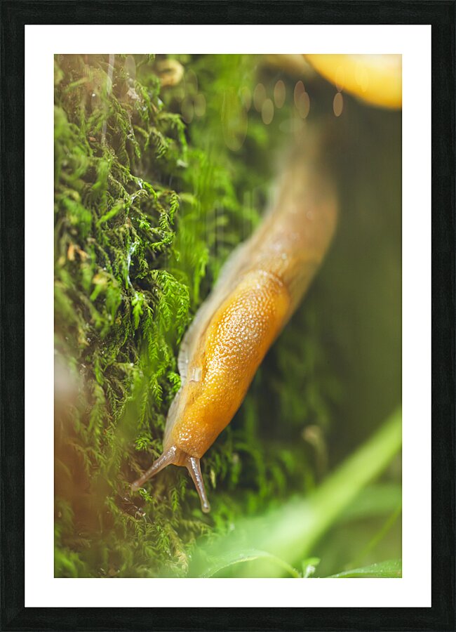 slug 1 Picture Frame print
