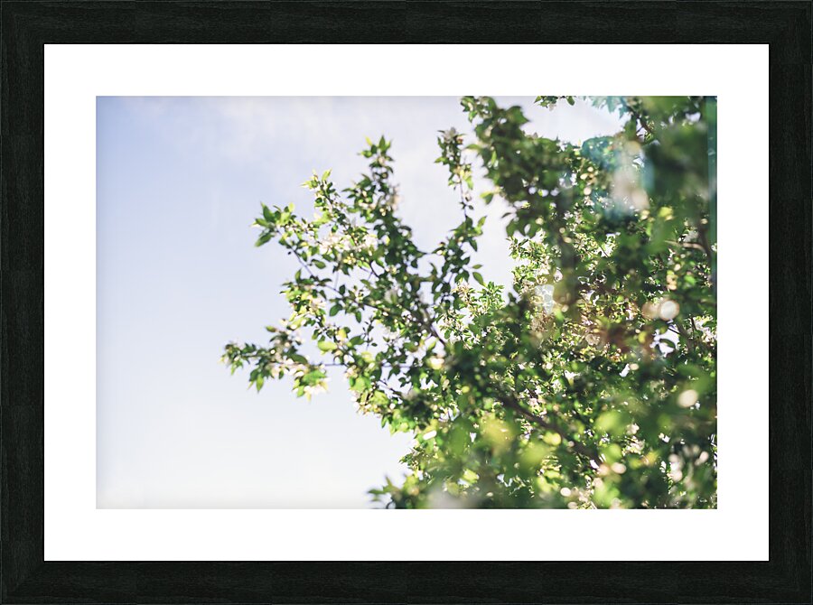  in the trees Picture Frame print