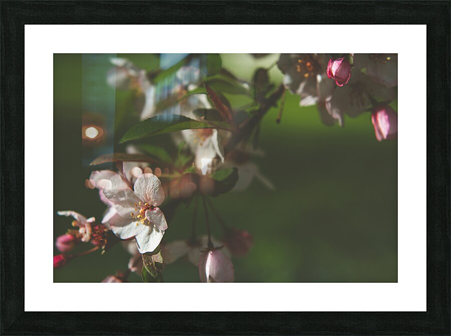 apple blossom Picture Frame print