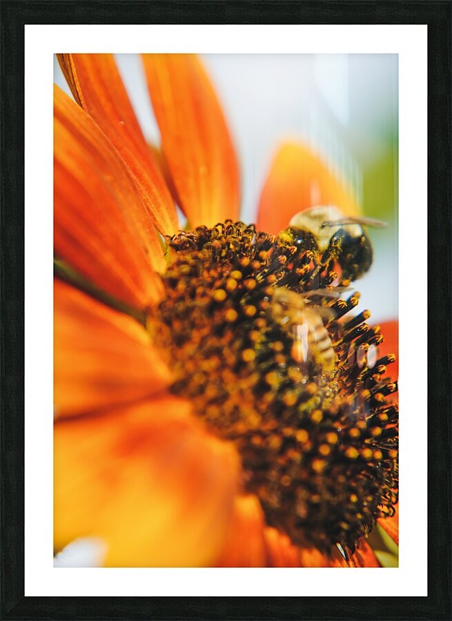 sunflower with bee Picture Frame print