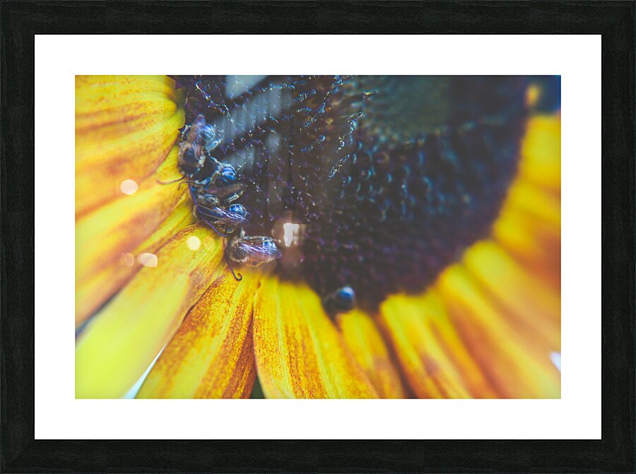 sleepy bees Picture Frame print