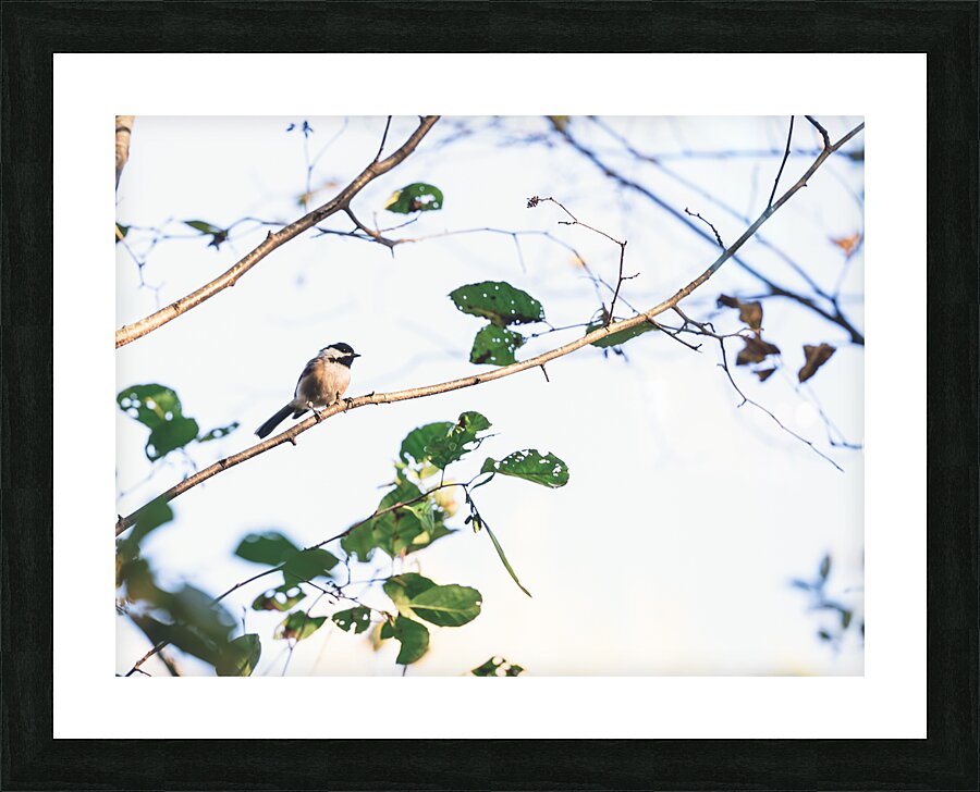 chickadee Picture Frame print