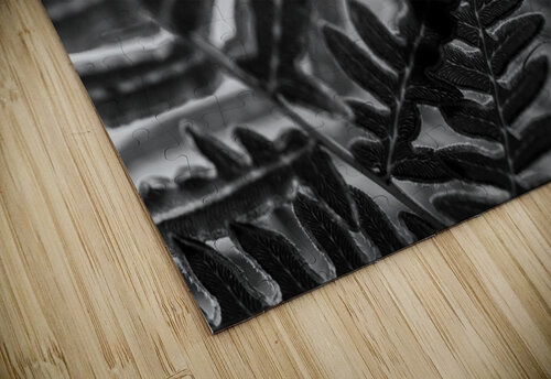 Cellar Spider 2 Amanda Drouin puzzle