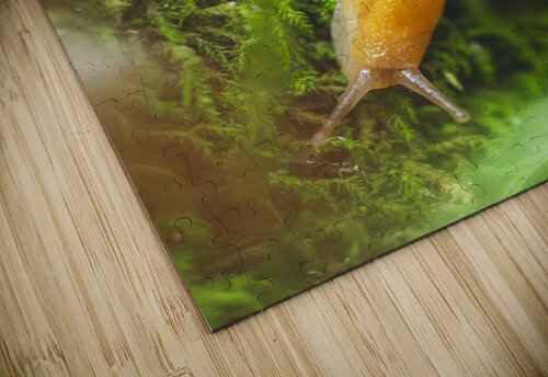 slug 1 Amanda Drouin puzzle
