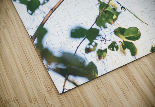 chickadee Amanda Drouin puzzle