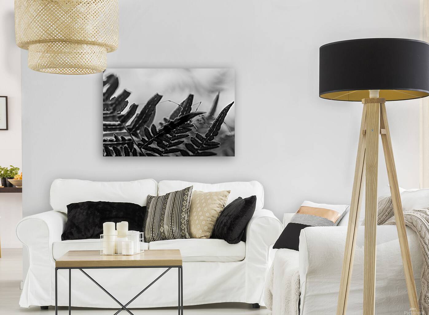 Cellar Spider 2 Reproduction
