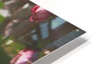 apple blossom HD Metal print