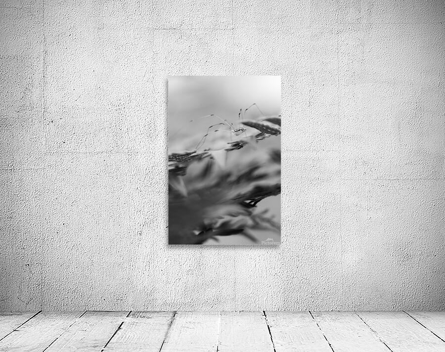 Cellar Spider 1 Wall Preview