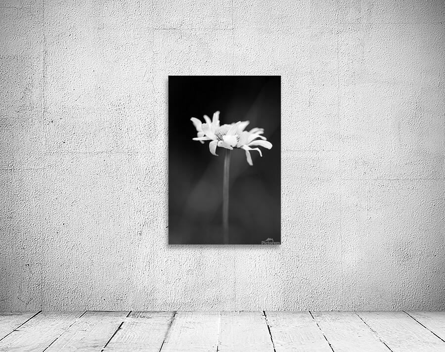 daisy 1 Wall Preview