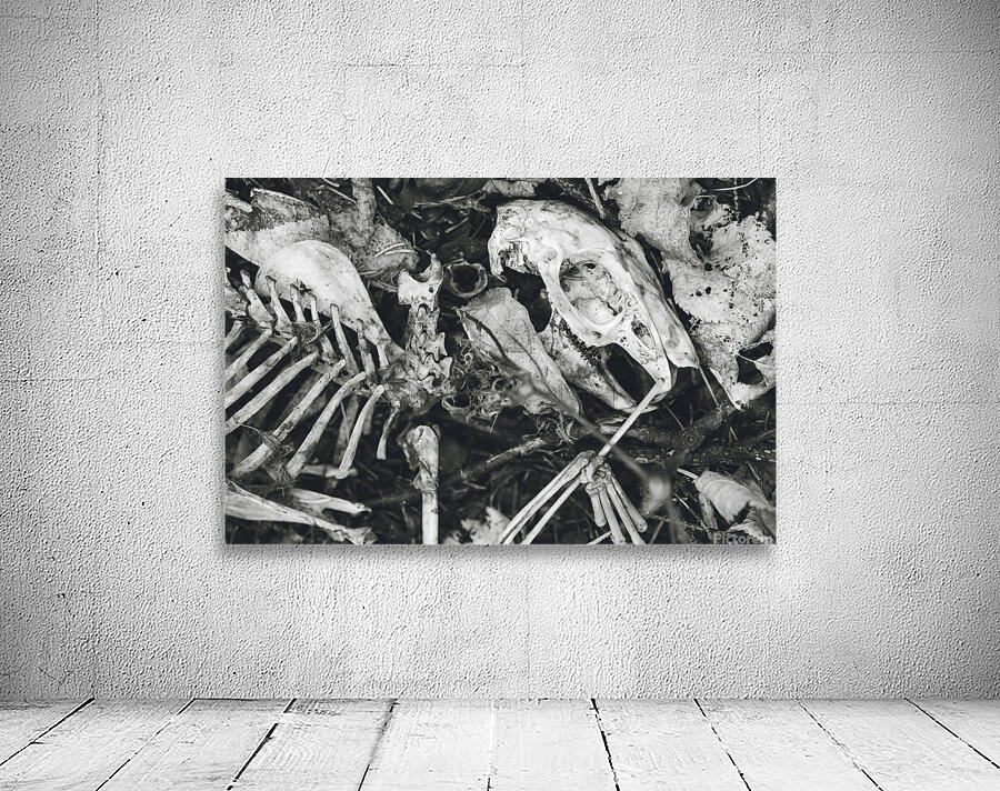 Woodchuck 2 Wall Preview